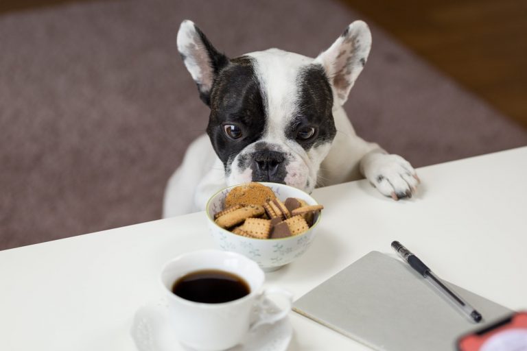 best krill oil capsules for dogs